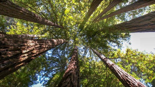 How Our Tree Care Process Works  in  San Elizario, TX