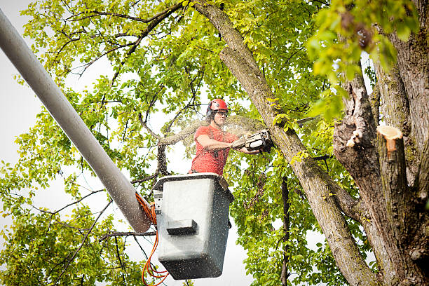 Professional Tree Removal in San Elizario, TX